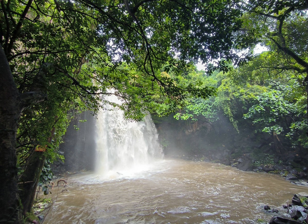 2024夏 海南环岛行（160）瀑布旁边的橡胶林