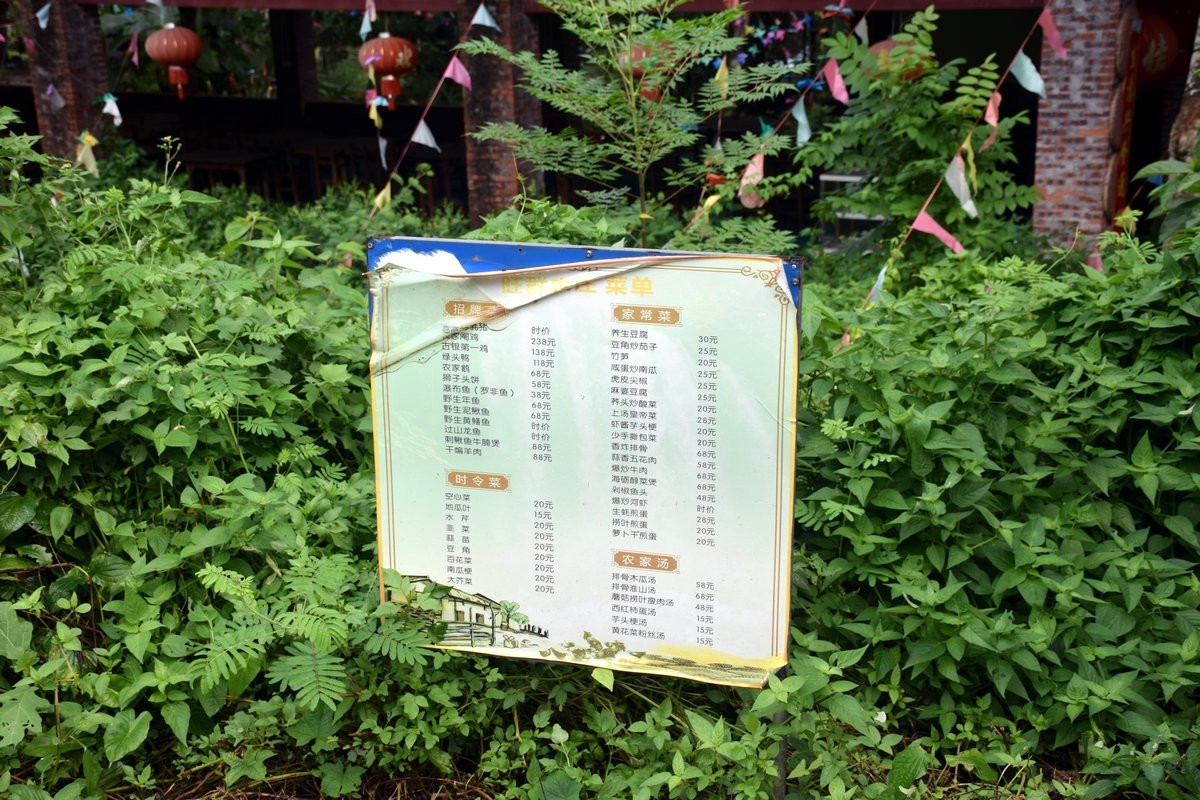 2024夏 海南环岛行（160）瀑布旁边的橡胶林