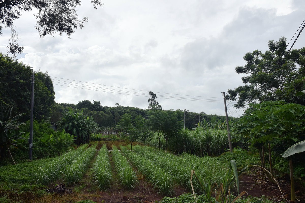 2024夏 海南环岛行（160）瀑布旁边的橡胶林