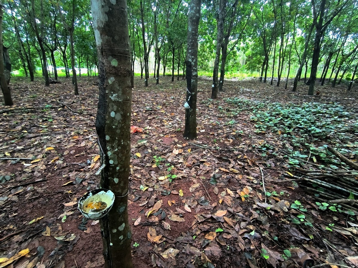 2024夏 海南环岛行（160）瀑布旁边的橡胶林