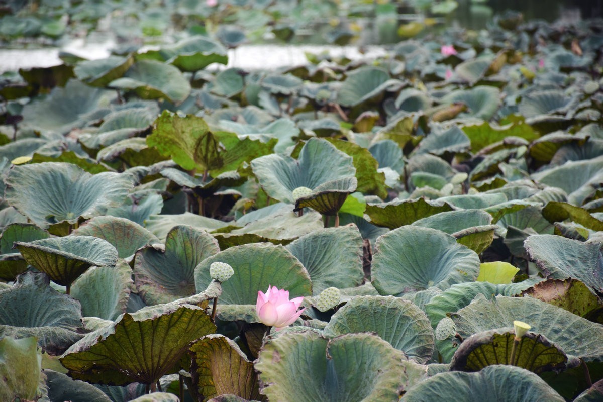 2024夏 海南环岛行（161）澄迈福山镇