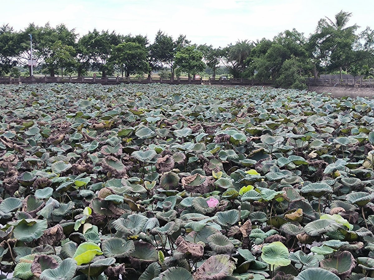 2024夏 海南环岛行（161）澄迈福山镇