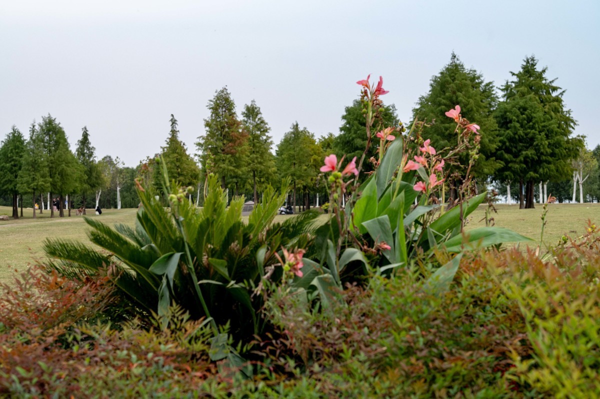庐州印象（397）环湖北路岸上草原