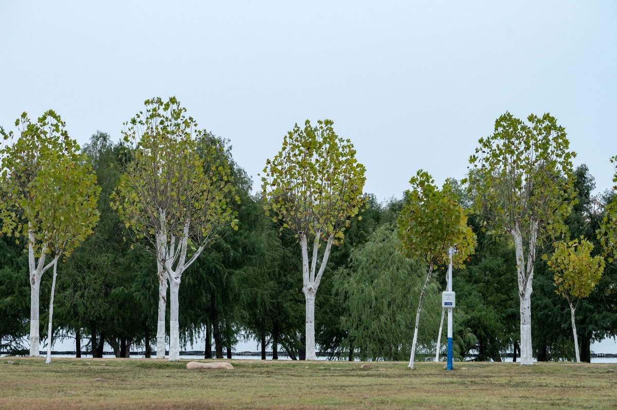 庐州印象（397）环湖北路岸上草原