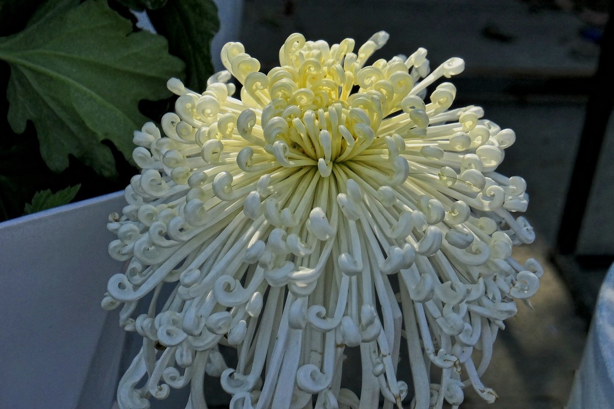 武汉江滩菊花展四（续完）