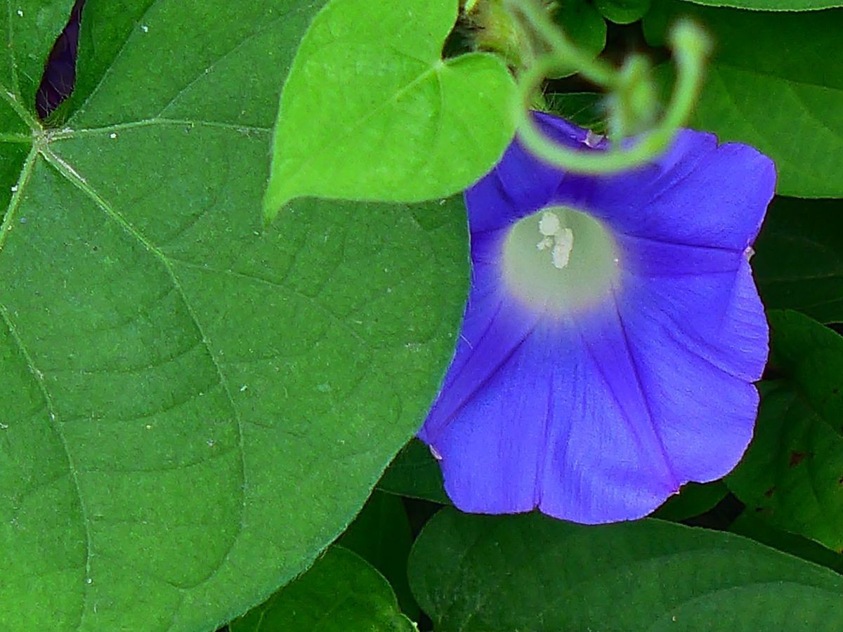 花卉系列【3633】