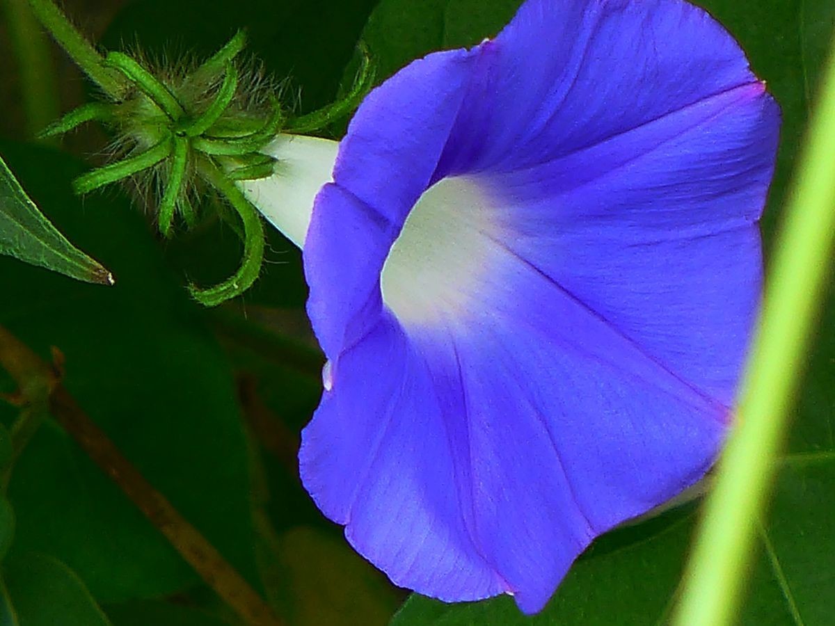 花卉系列【3633】