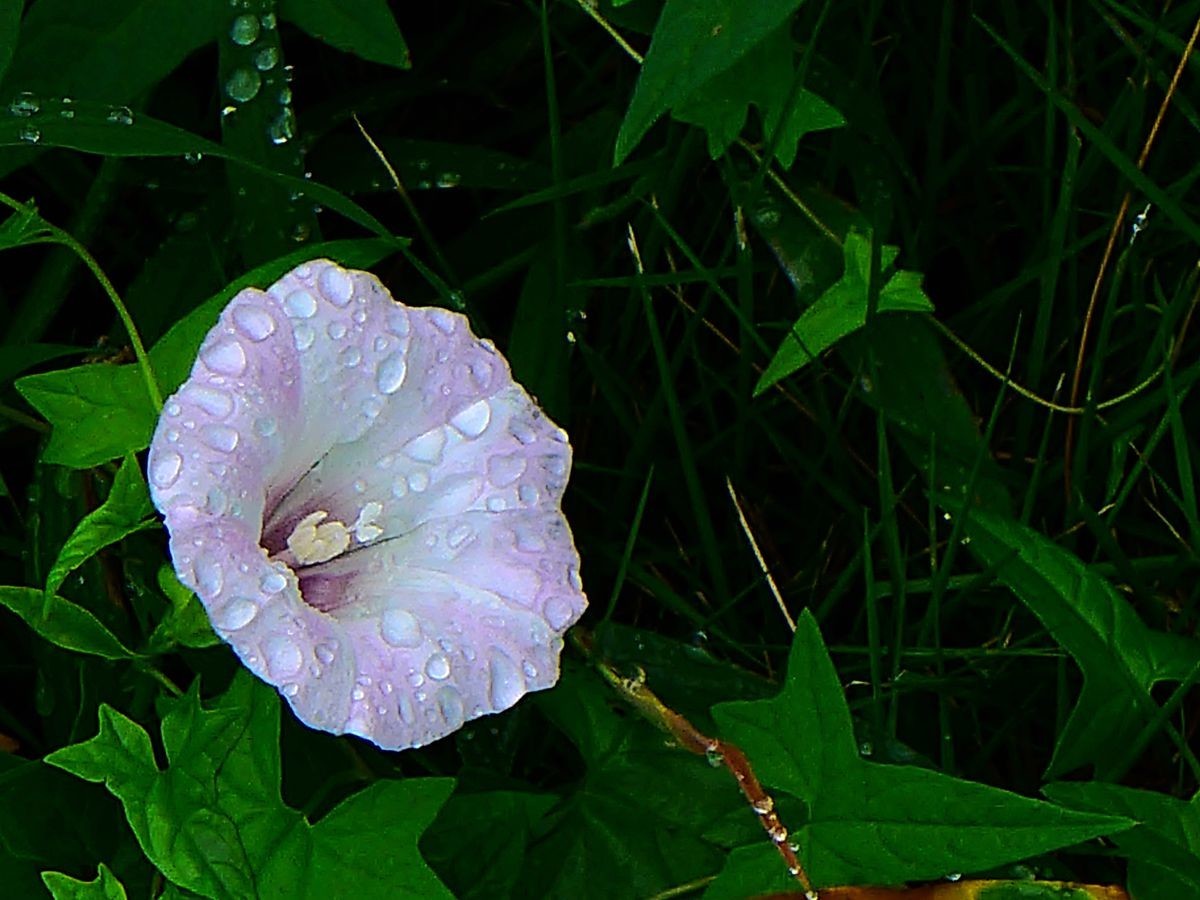 花卉系列【3633】