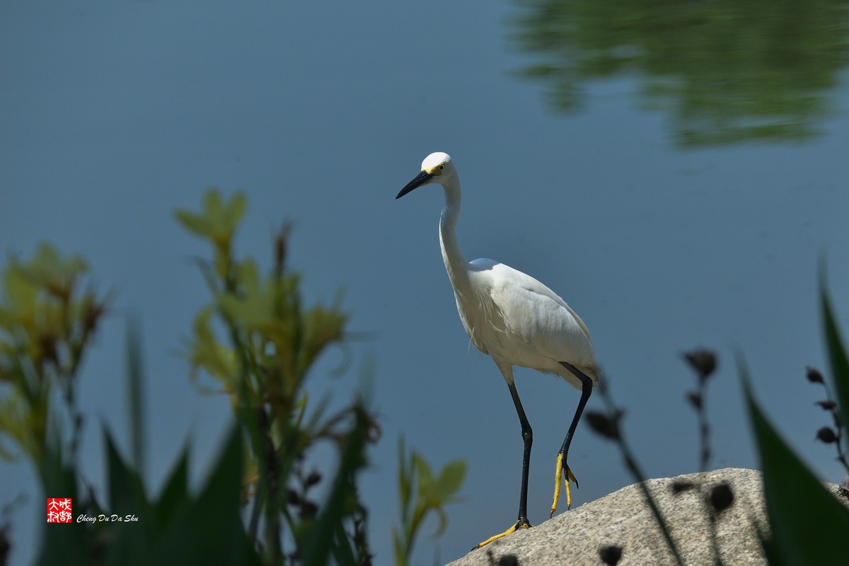 拍鹭纪实【248】