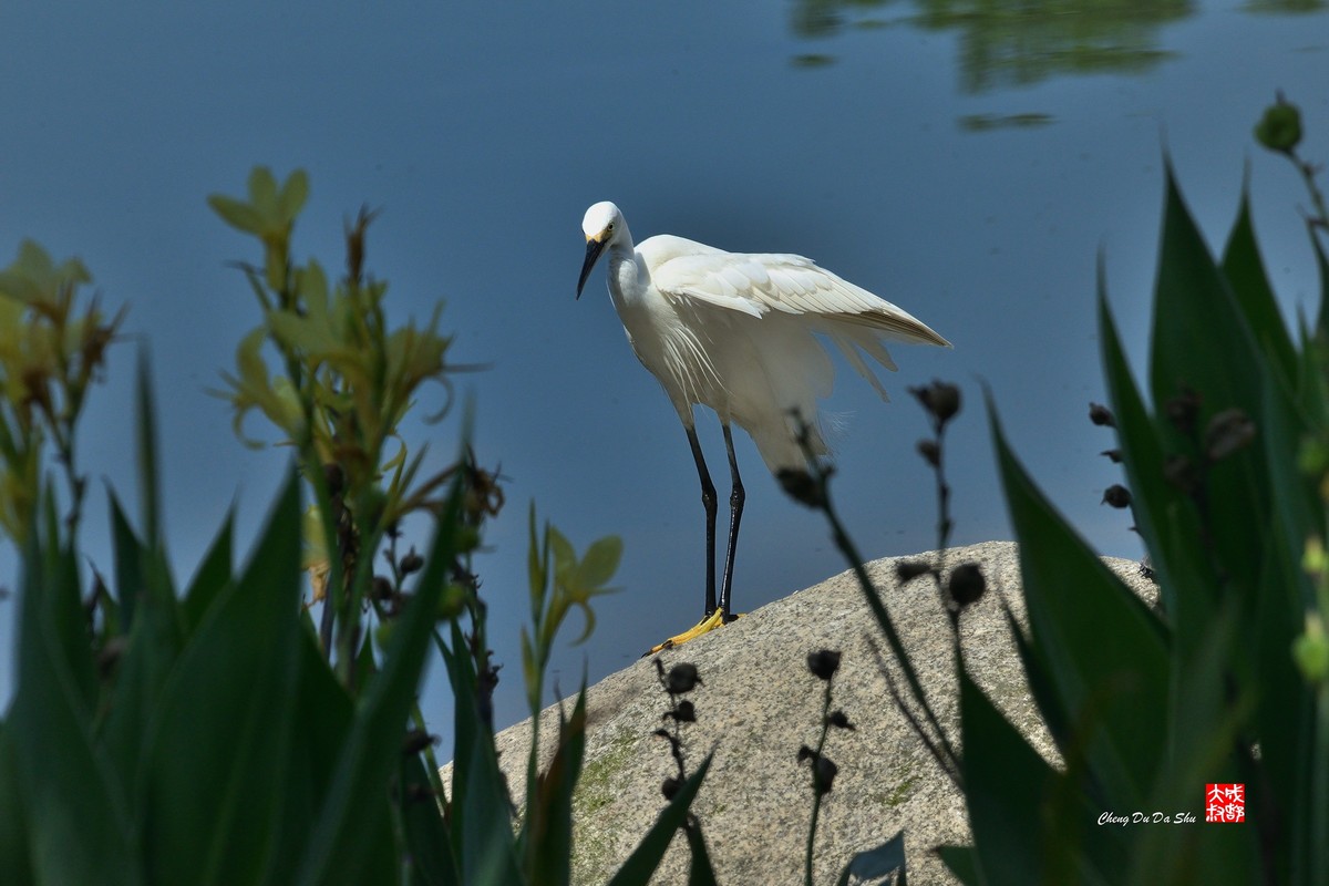 拍鹭纪实【248】