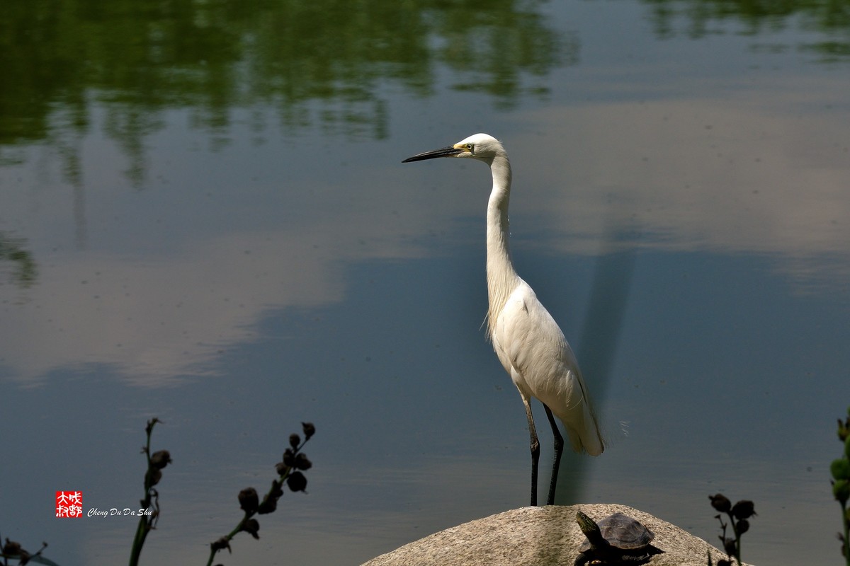 拍鹭纪实【248】