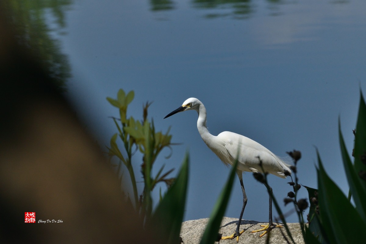 拍鹭纪实【248】