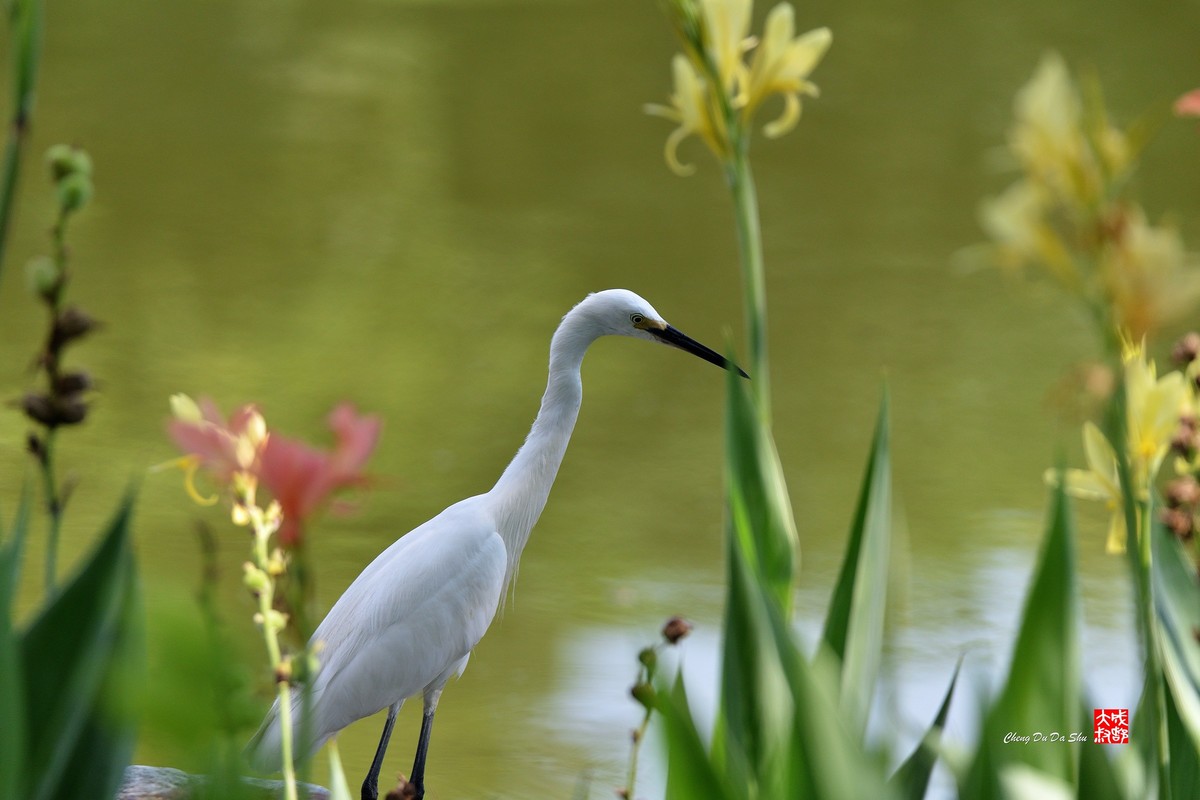 拍鹭纪实【248】