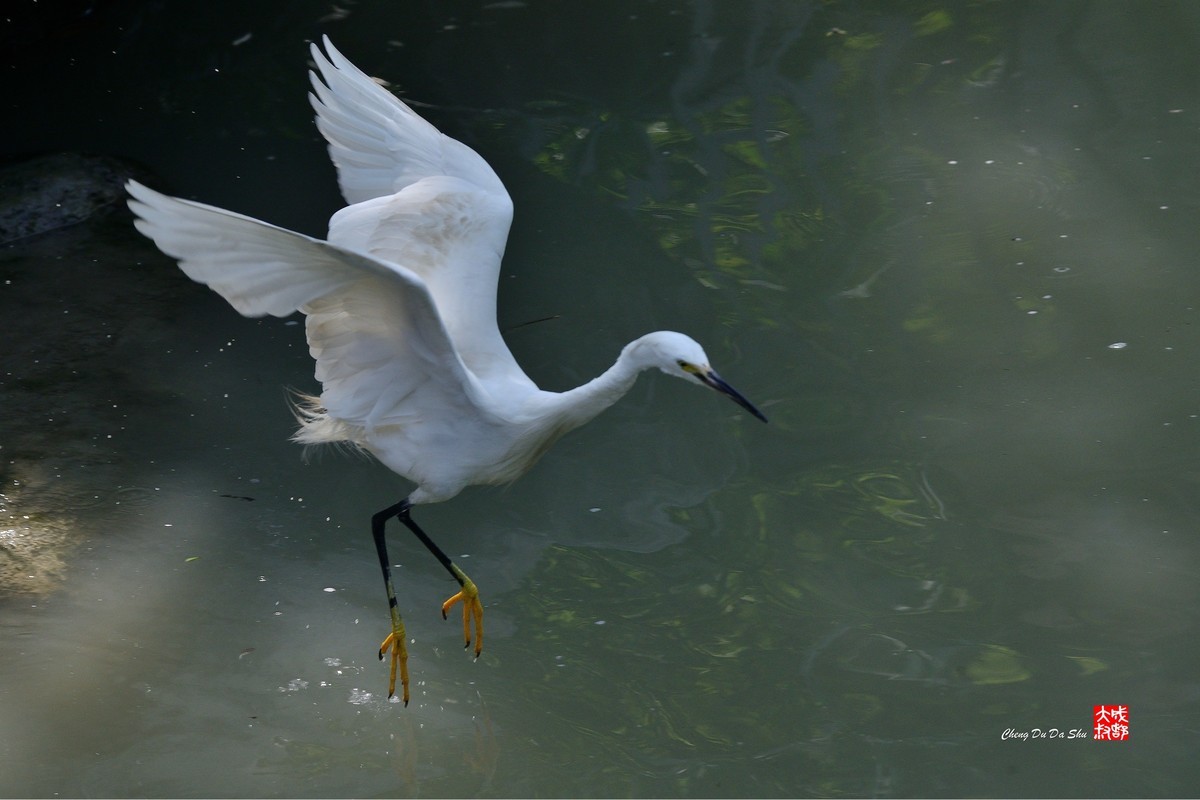 拍鹭纪实【248】