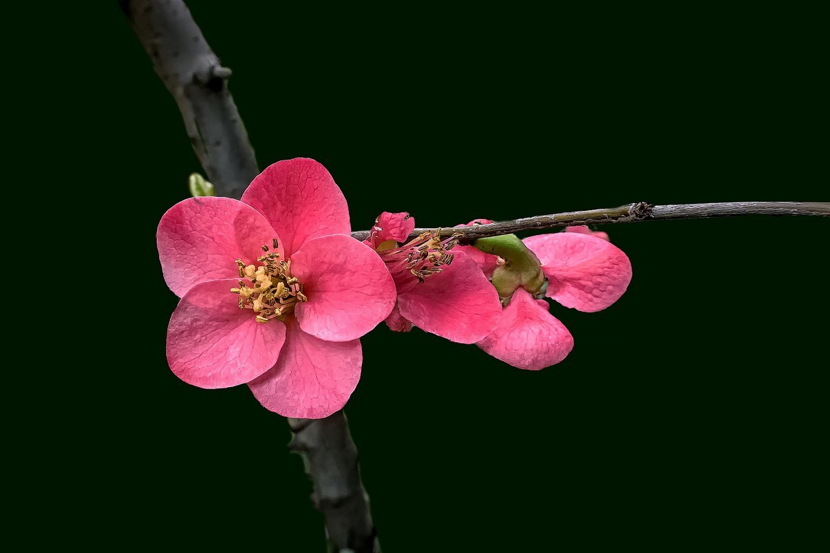 诗配画：《海  棠》（宋   黄庚）