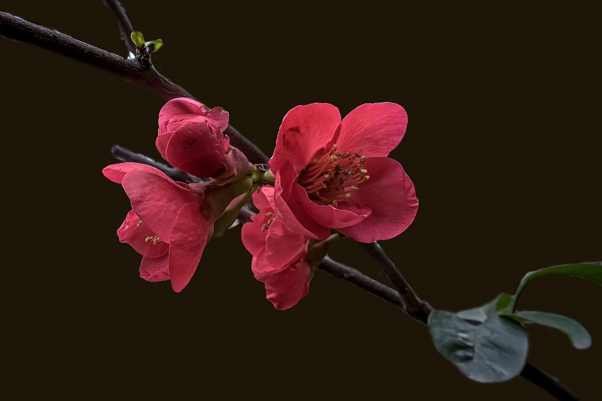 诗配画：《海  棠》（宋   黄庚）