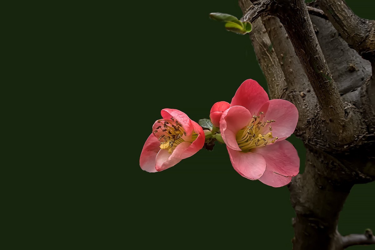 诗配画：《海  棠》（宋   黄庚）