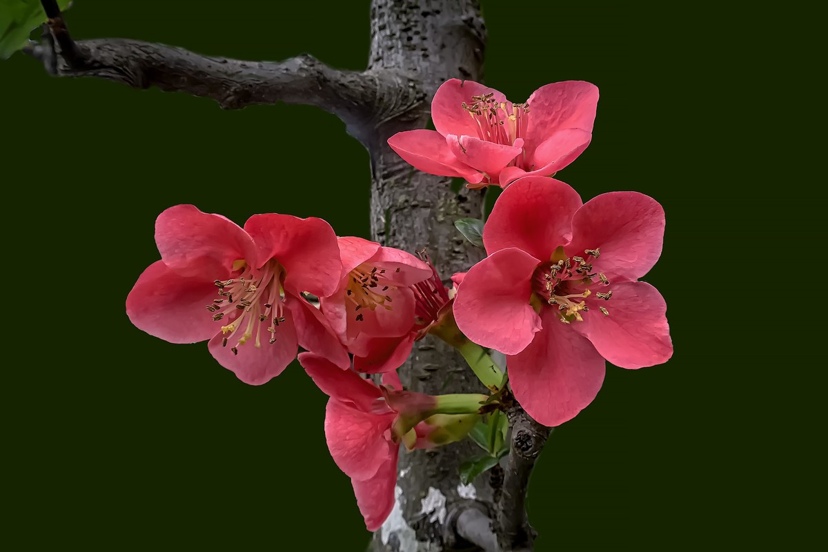 诗配画：《海  棠》（宋   黄庚）