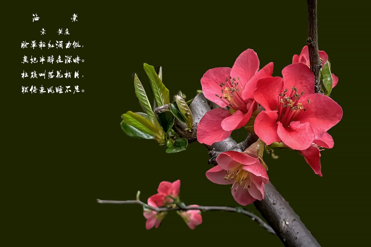 诗配画：《海  棠》（宋   黄庚）
