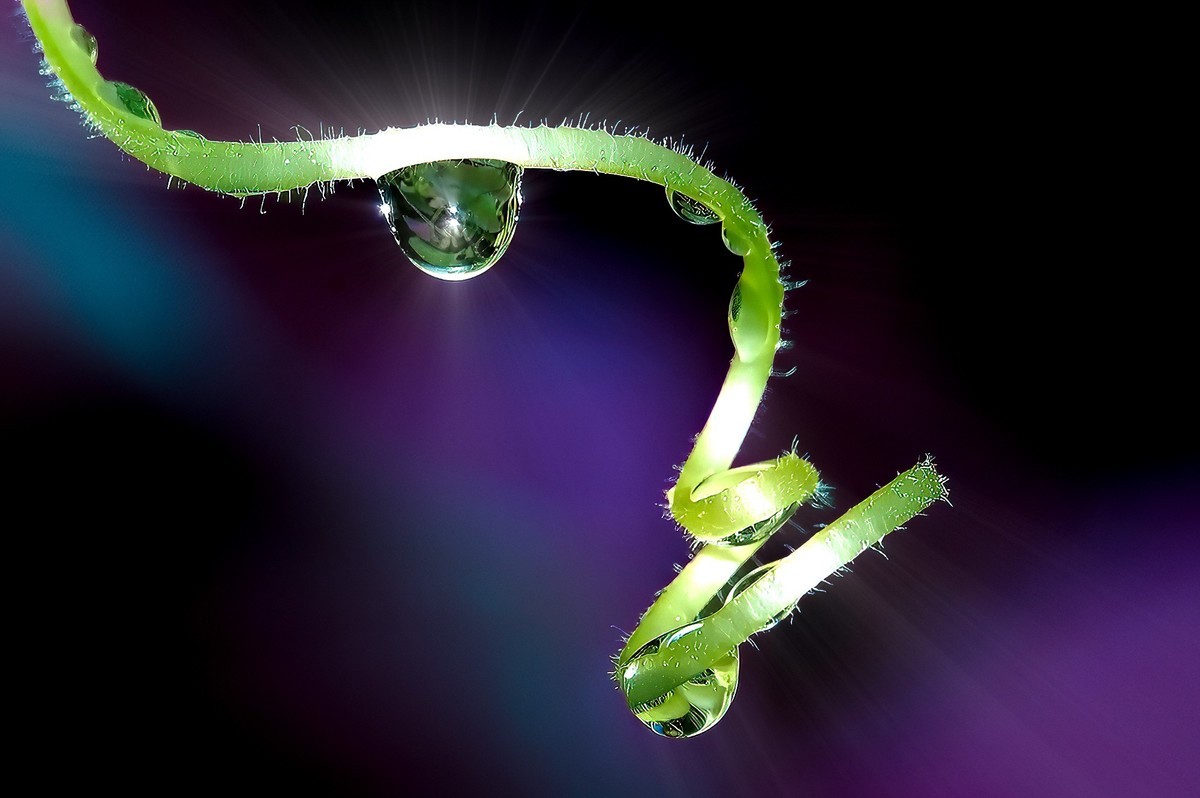 微距花卉和风景