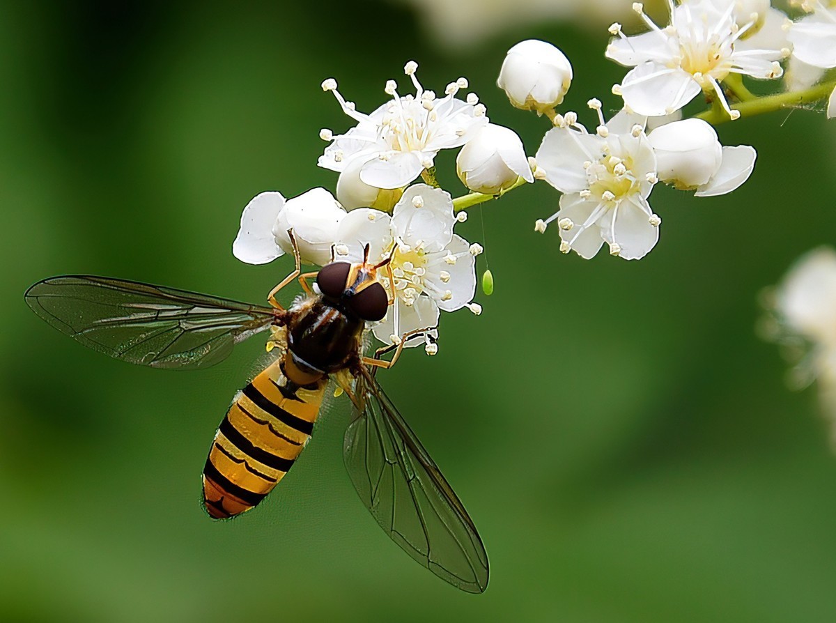 微距花卉和风景