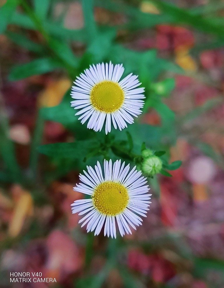 古人晕不会《抓拍美女》就不叫摄影！这是那个古人说的来？这里都不懂历史对吧！
