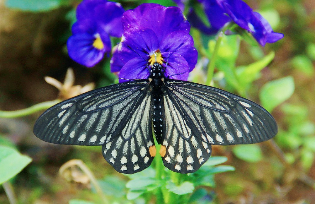 古人晕不会《抓拍美女》就不叫摄影！这是那个古人说的来？这里都不懂历史对吧！