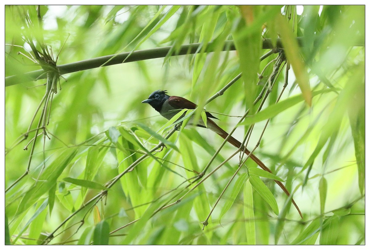 再来一组小清新：竹林仙子
