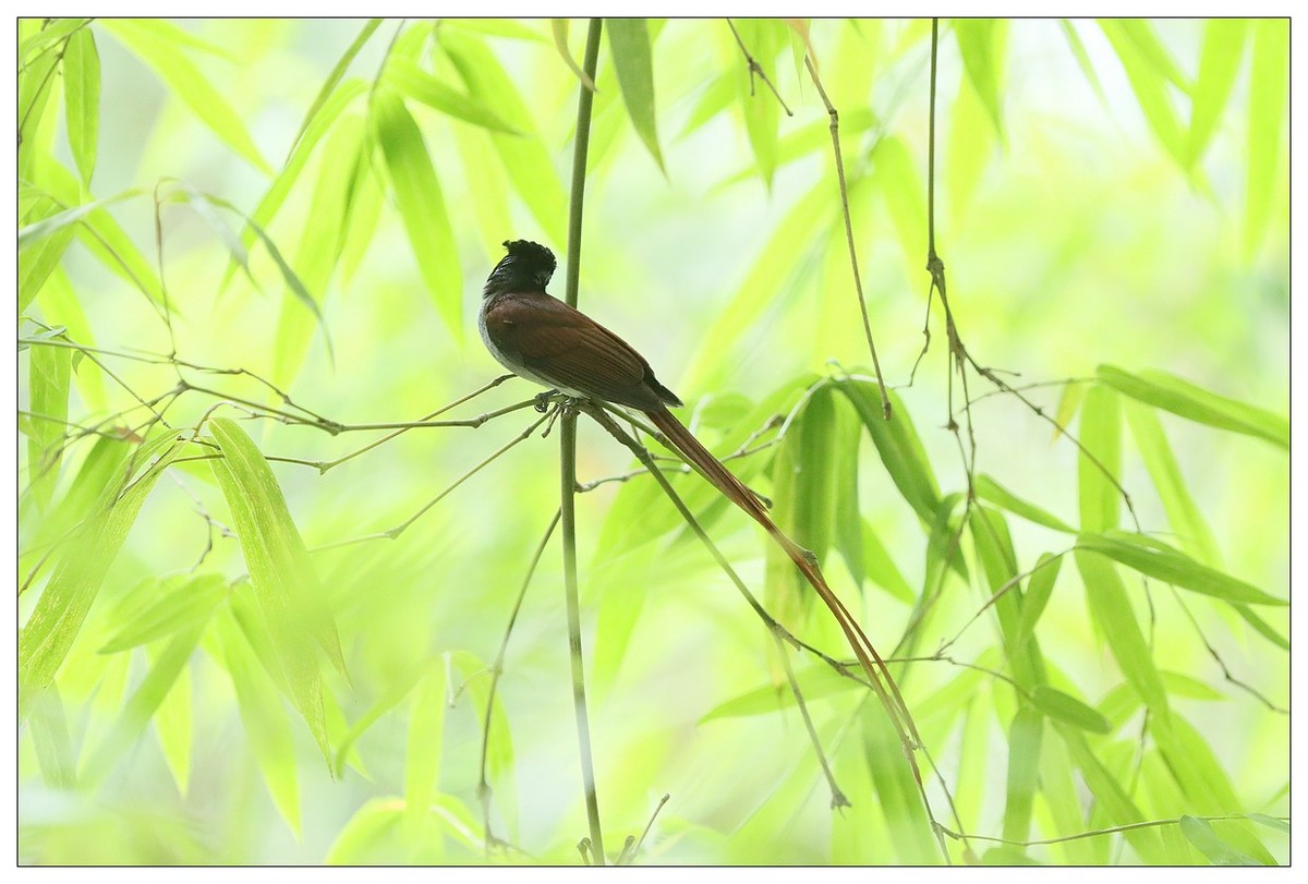 再来一组小清新：竹林仙子