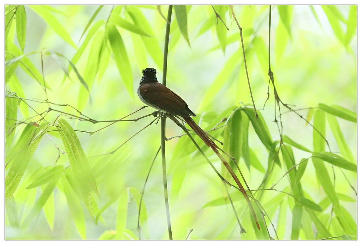 再来一组小清新：竹林仙子