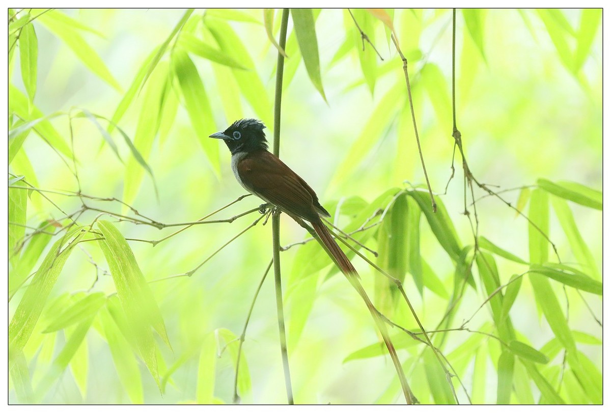 再来一组小清新：竹林仙子