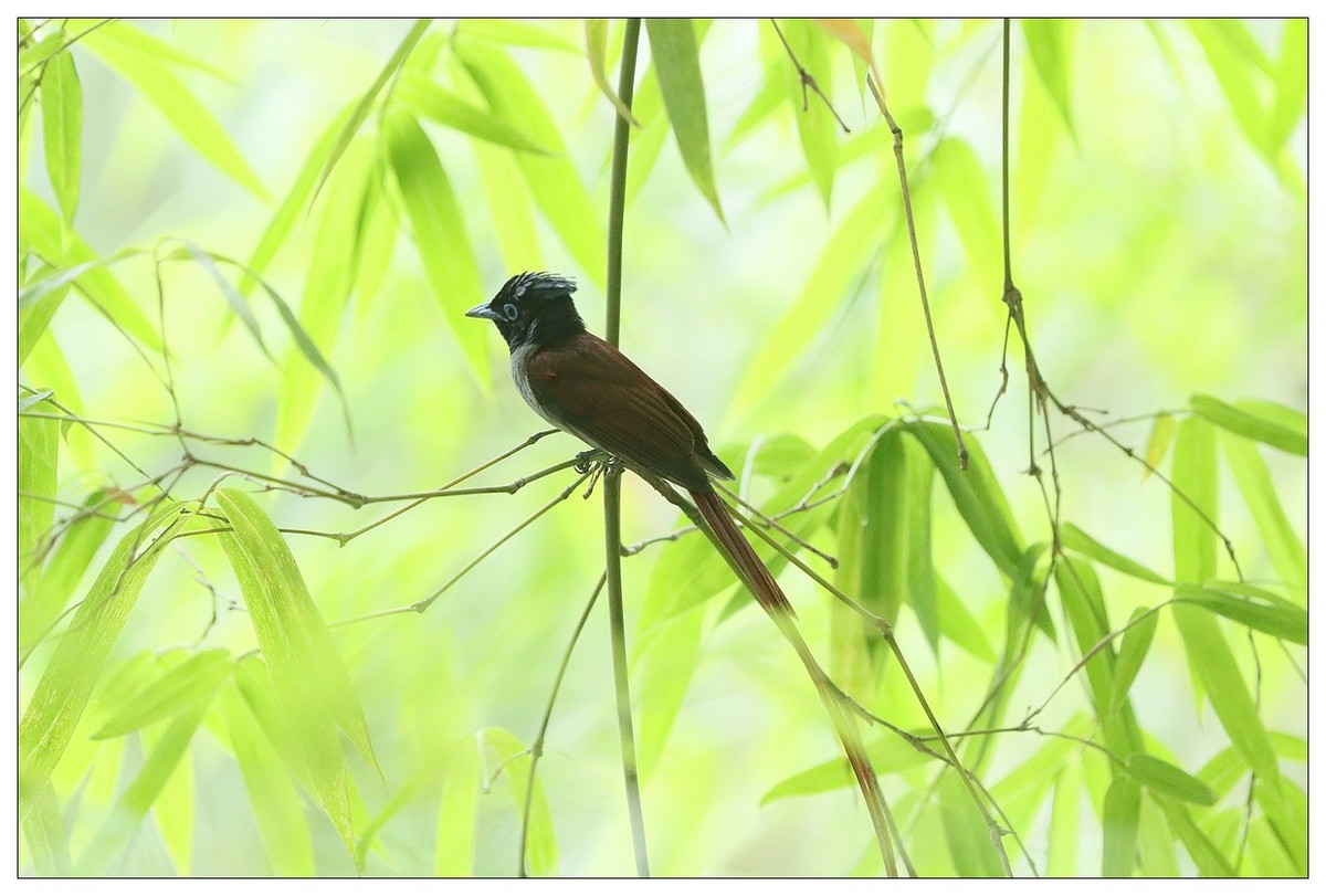 再来一组小清新：竹林仙子