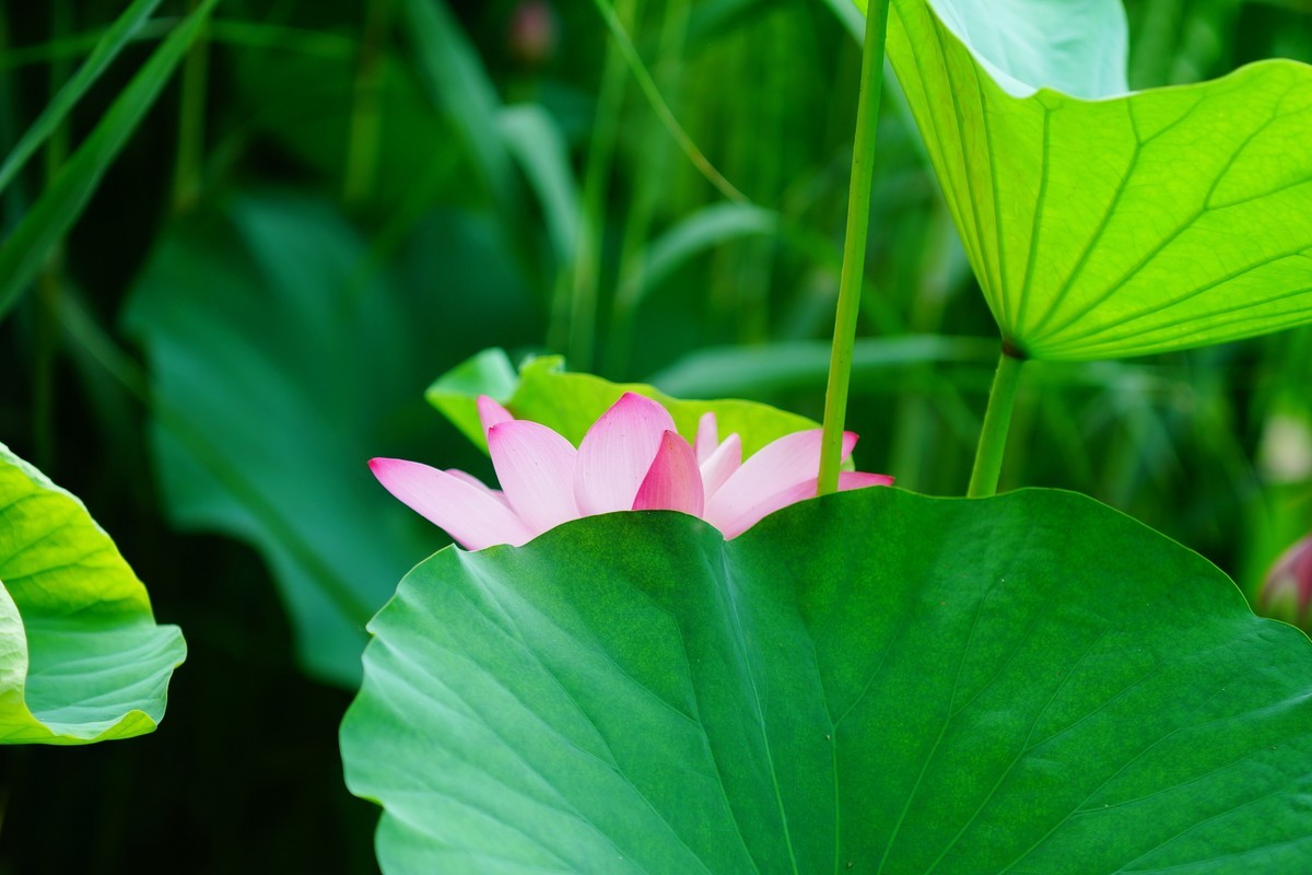 荷花  荷花  荷花  荷花