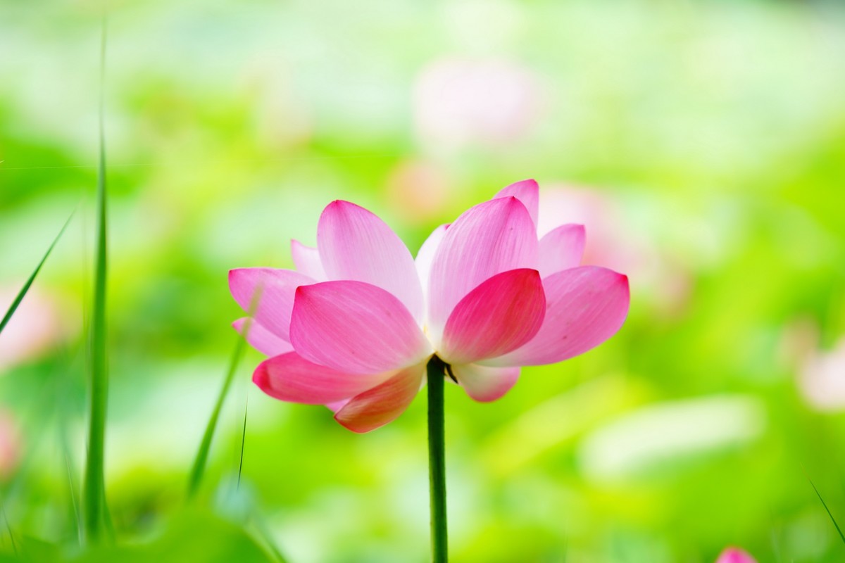 荷花  荷花  荷花  荷花