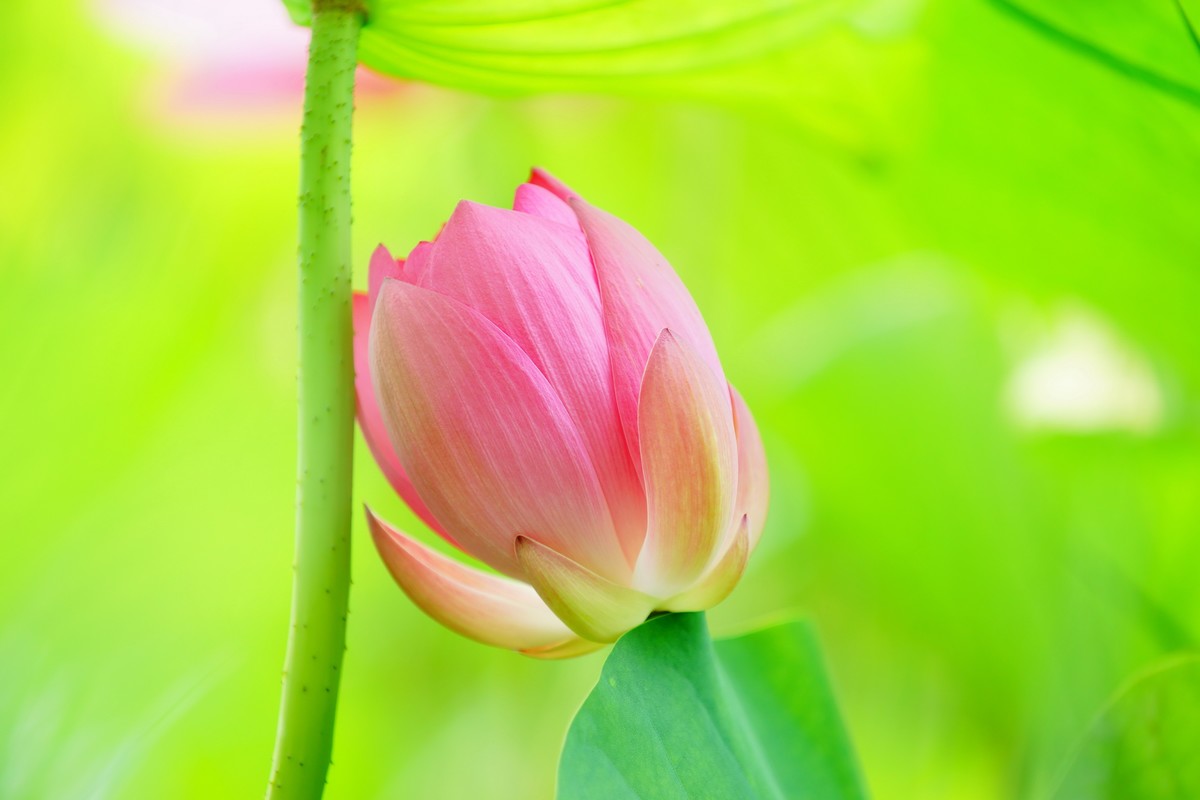 荷花  荷花  荷花  荷花