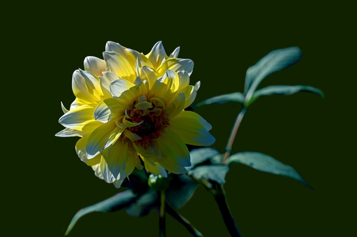 菊花（九月十日即事  唐代：李白）