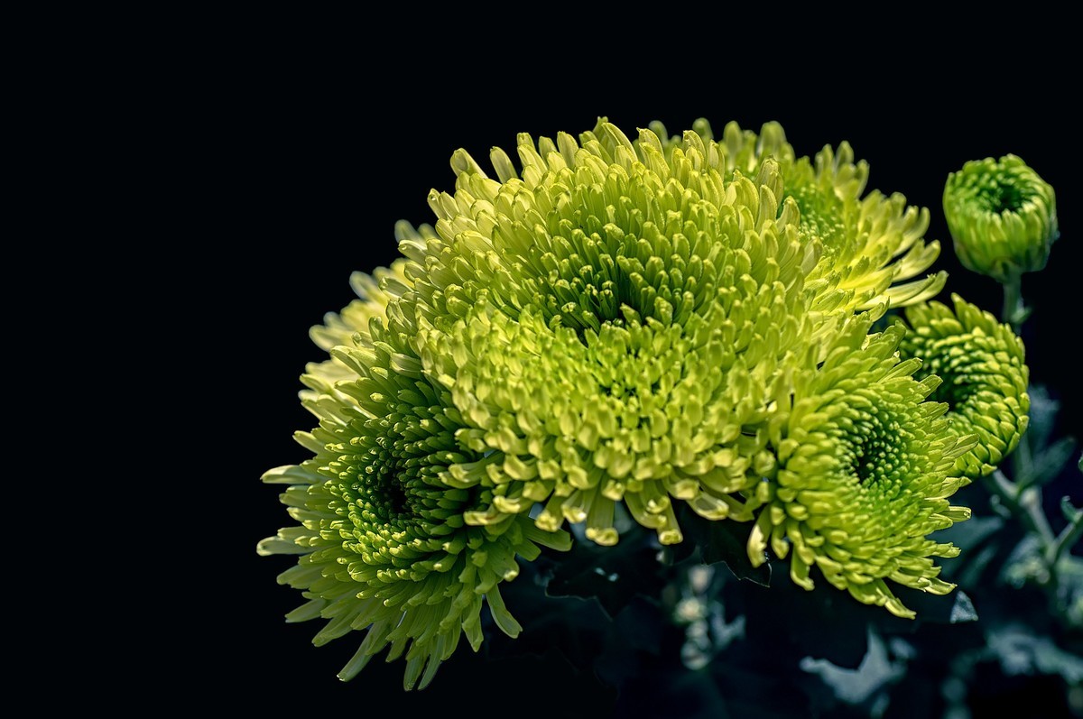 菊花（九月十日即事  唐代：李白）