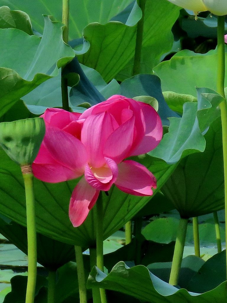 伏天荷花