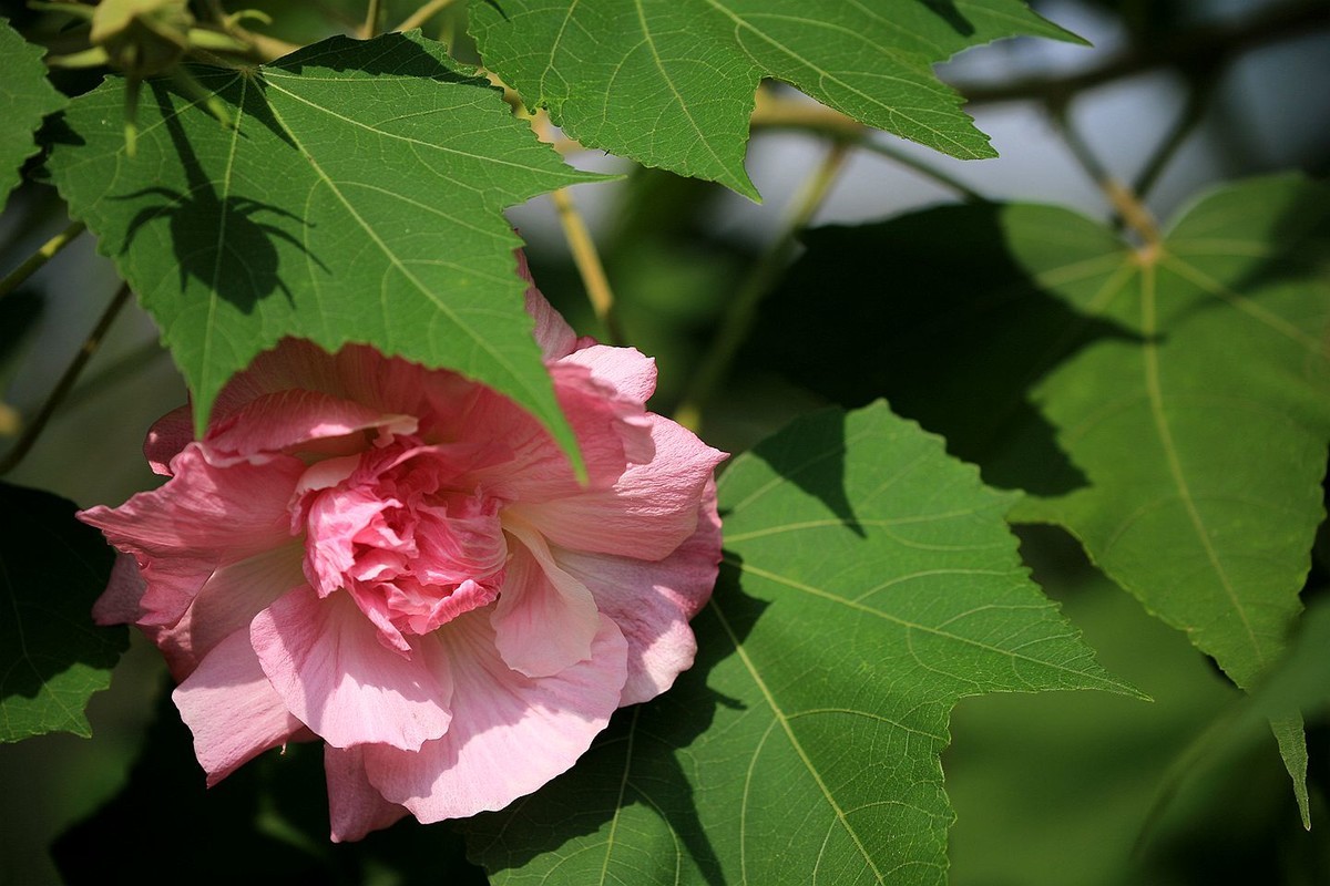 木芙蓉花【二】