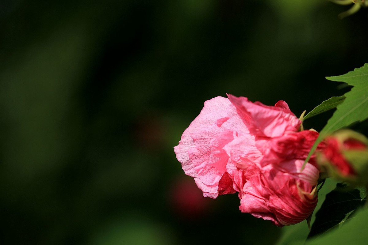 木芙蓉花【二】