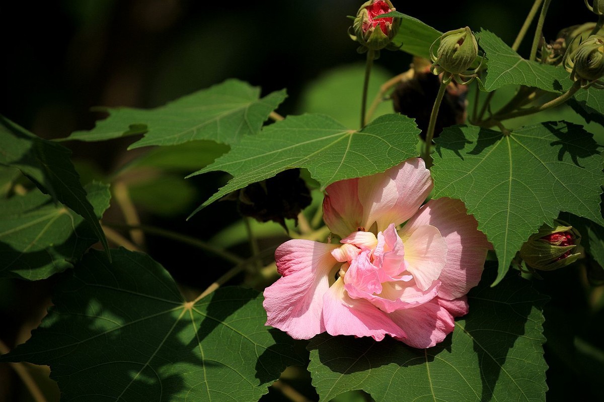 木芙蓉花【二】