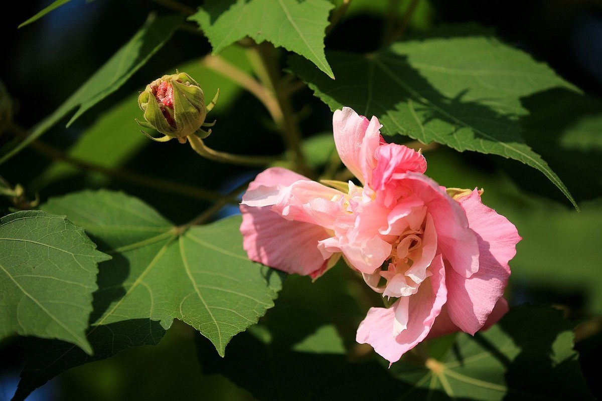 木芙蓉花【二】