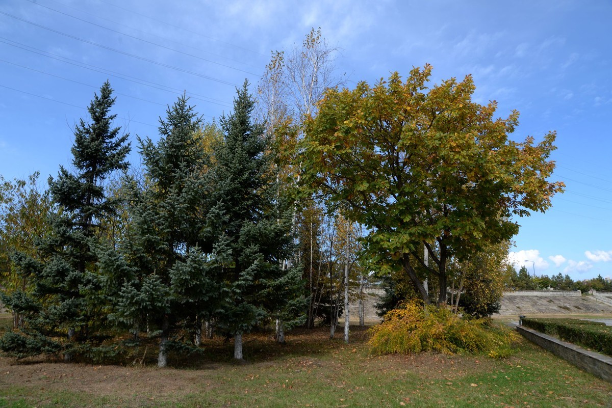 同心公园秋色（7）