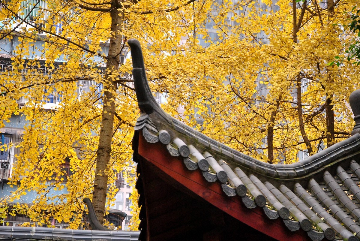 南湖公园冬景(一)