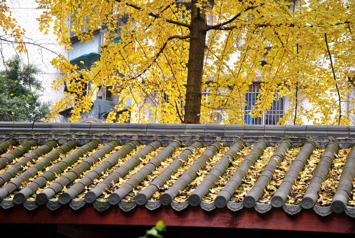 南湖公园冬景(一)