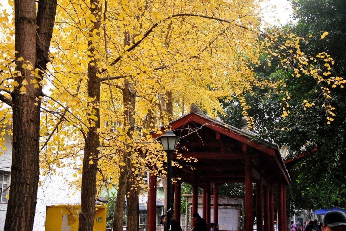 南湖公园冬景(一)