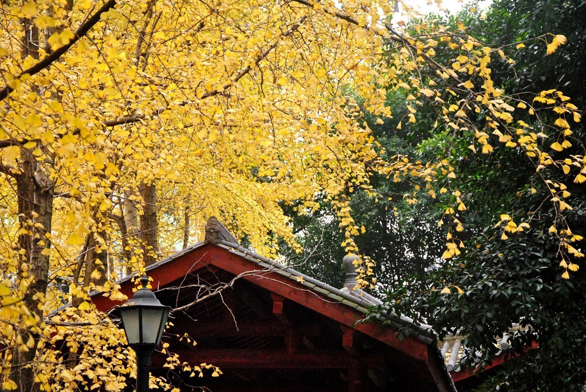 南湖公园冬景(一)