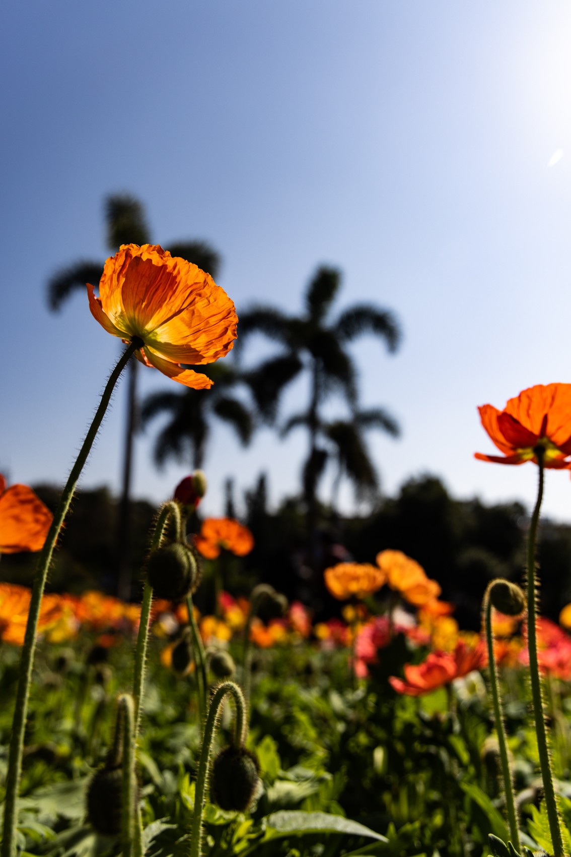 广 州云台（7）涉政重发