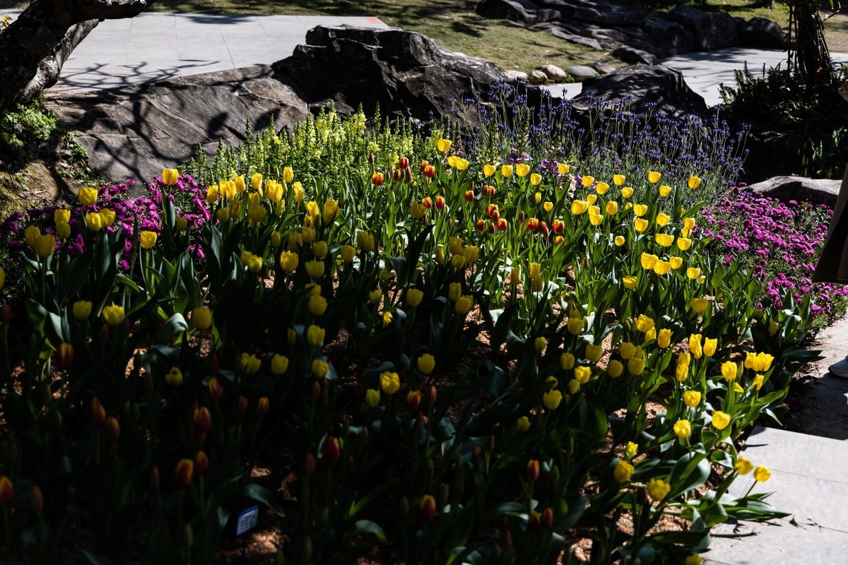 广 州云台（7）涉政重发