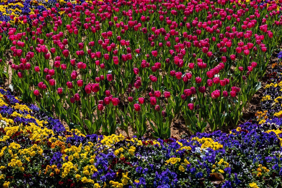 广 州云台（7）涉政重发